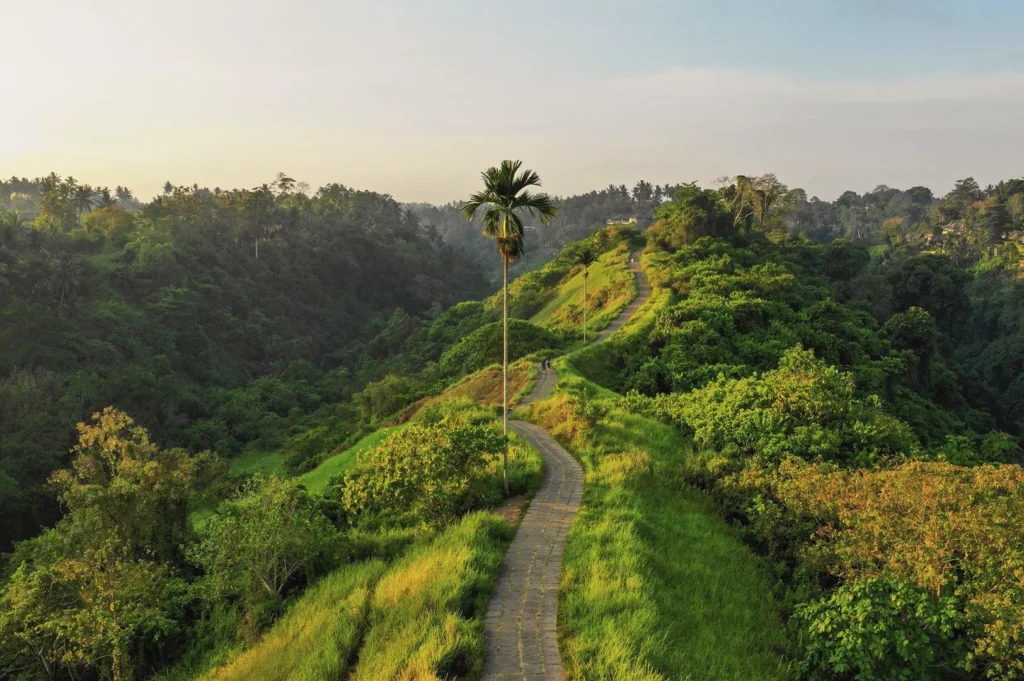 High-angle view of the paved Campuhan Ridge Walk hiking trail surrounded by lush tropical palm trees in Ubud, Bali