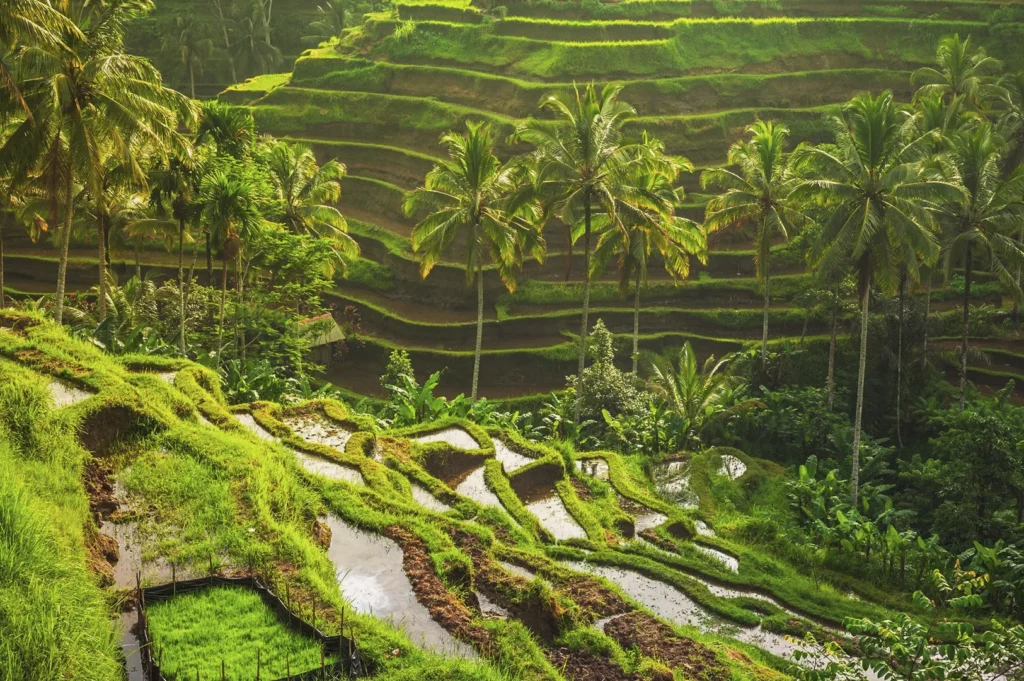 Lush green terraced rice paddies surrounded by tall coconut palm trees at the famous Tegallalang Rice Terrace in Ubud, Bali